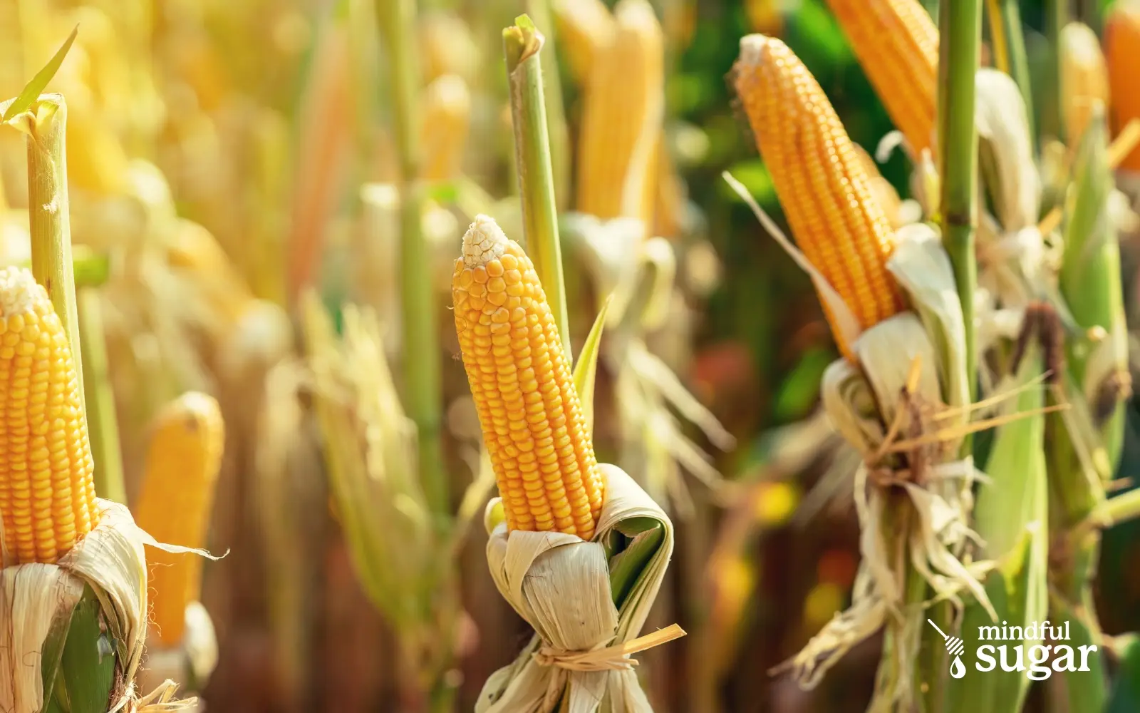 Corn